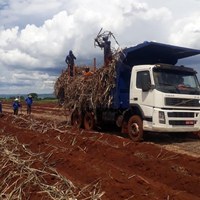 Fiscalização encontra mais de 200 trabalhadores sem registro no plantio de cana de açúcar em São Paulo