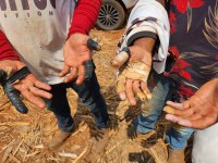 MTE resgata 49 trabalhadores em operação realizada em Santa Bárbara de Goiás