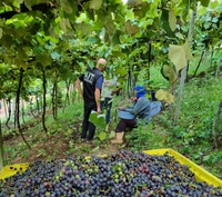 Formalização na safra da uva cresce mais de 480% no Rio Grande do Sul em três anos