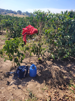 MTE resgata 13 trabalhadores em condições análogas à escravidão em fazenda de café no interior de SP