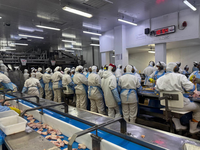 Força-tarefa interdita sistema de refrigeração em frigorífico no Paraná por risco grave a trabalhadores