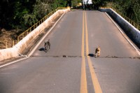 "Prioridade é restabelecer o tráfego nas estradas do Rio Grande do Sul", diz Renan Filho