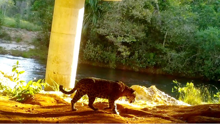 08 passarela onca.jpg