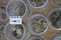 Pesquisadores da UFRB resgatam fósseis em área da FIOL