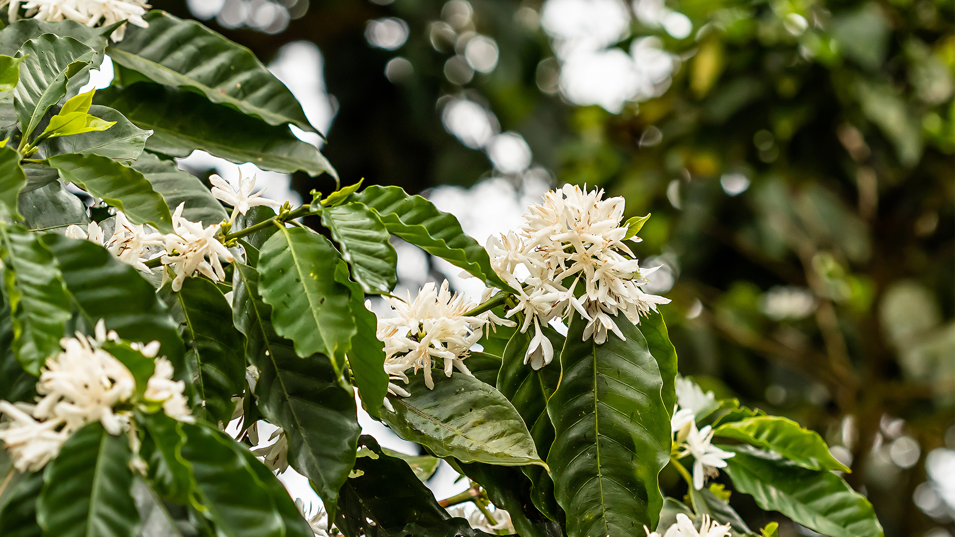  5. ROTA VERDE DO CAFÉ- CE