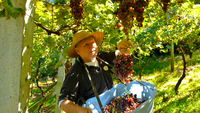 Ainda dá tempo de aproveitar a programação da colheita de uvas no Sul e Sudeste do país