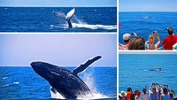 Baleias encantam turistas que procuram o litoral norte de São Paulo no inverno