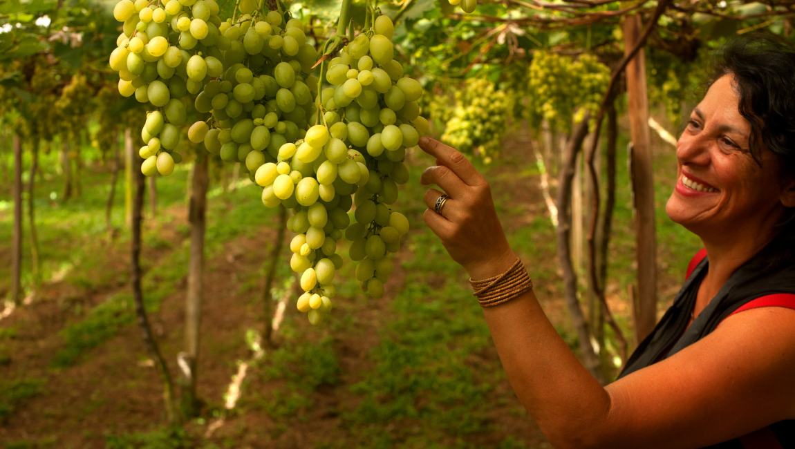 Entre janeiro e março as principais plantações de uva no Brasil, concentradas no Rio Grande do Sul, dão frutos. Conheça lugares para visitar