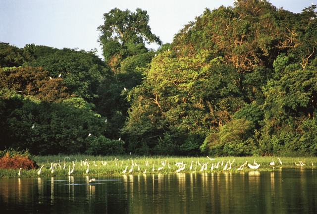 Amazônia