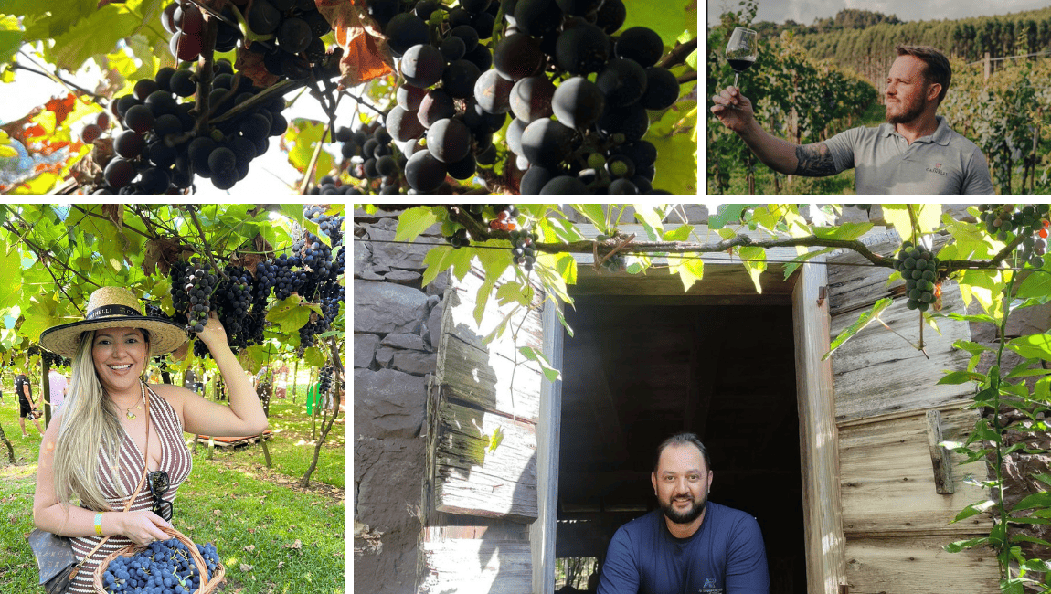 Vindima transforma vinícolas em palco de experiências no enoturismo