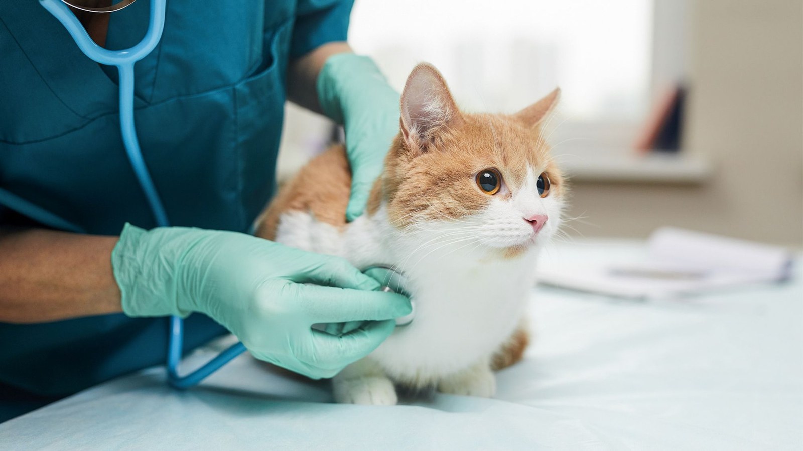 Um gatinho sendo examinado por um veterinário