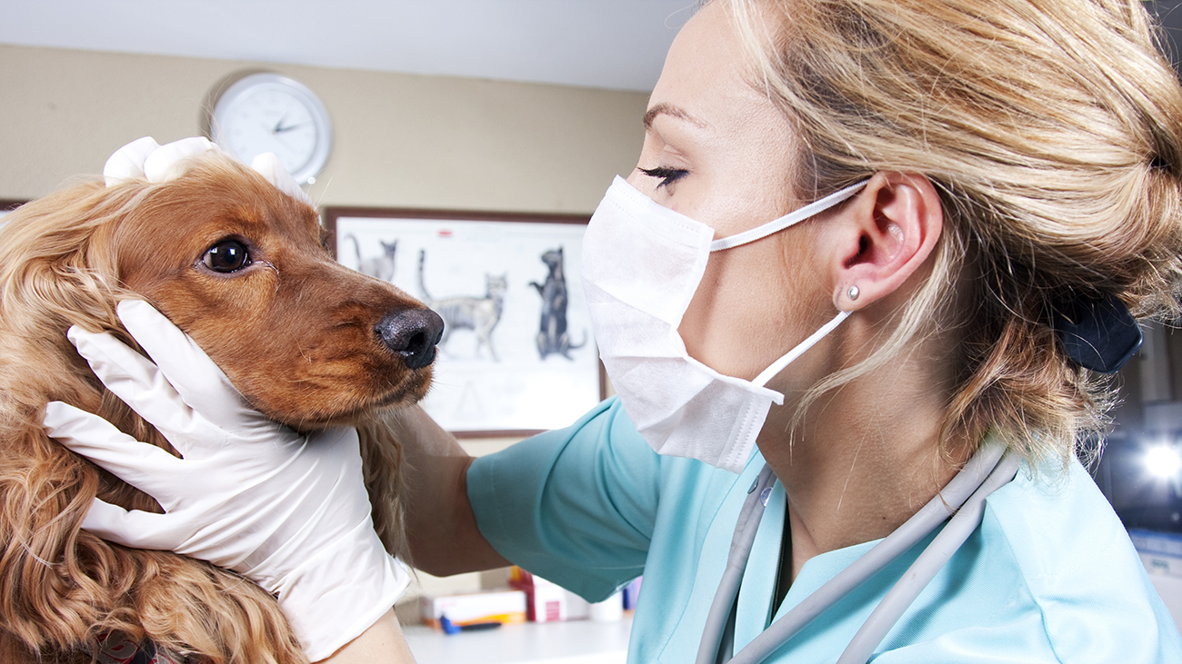 Veterinária examina cão