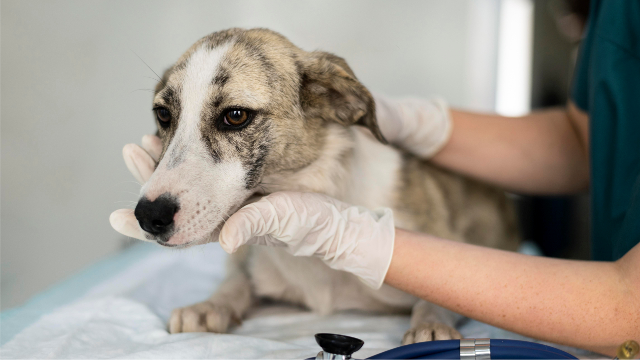 Cadela em ambulatório veterinário
