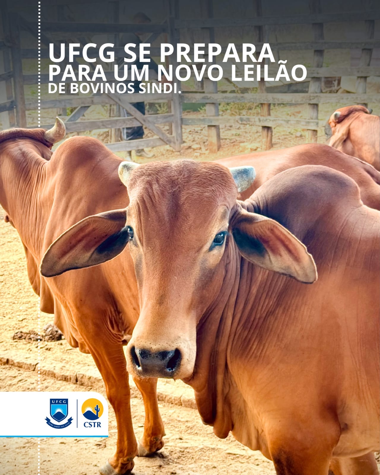 UFCG se prepara para um novo leilão de bovinos SINDI
