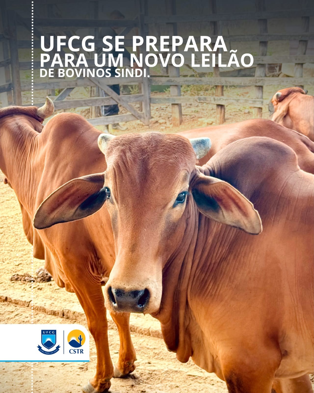 UFCG se prepara para um novo leilão de bovinos SINDI